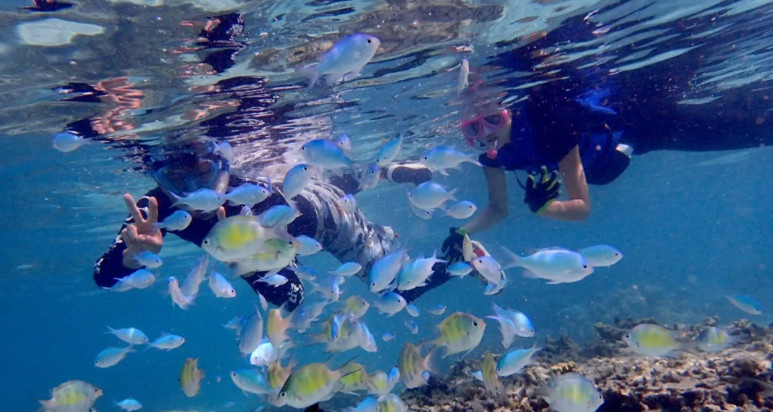 괌 열대 산호초 스노클링 체험