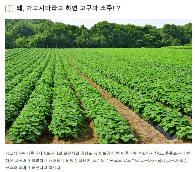 가고시마 고구마소주